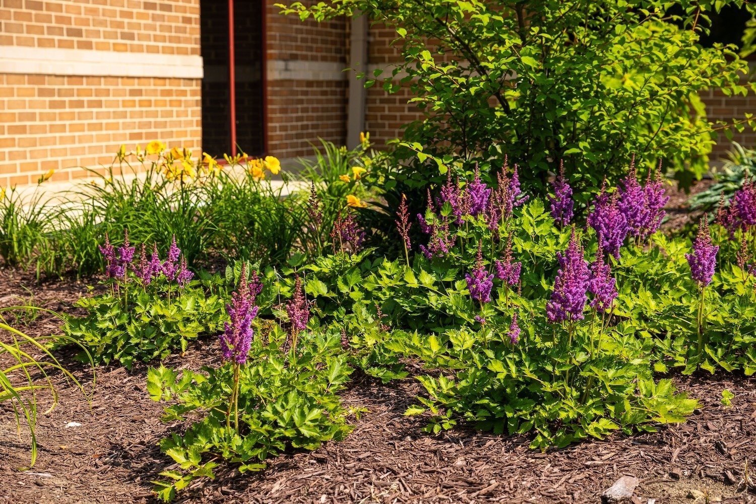 Charleston landscape beds 8 