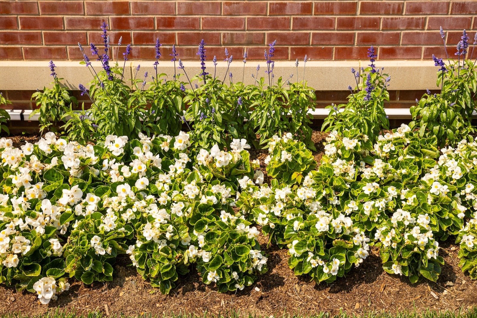 Flugel Alumni Center brick fence landscape beds annuals 