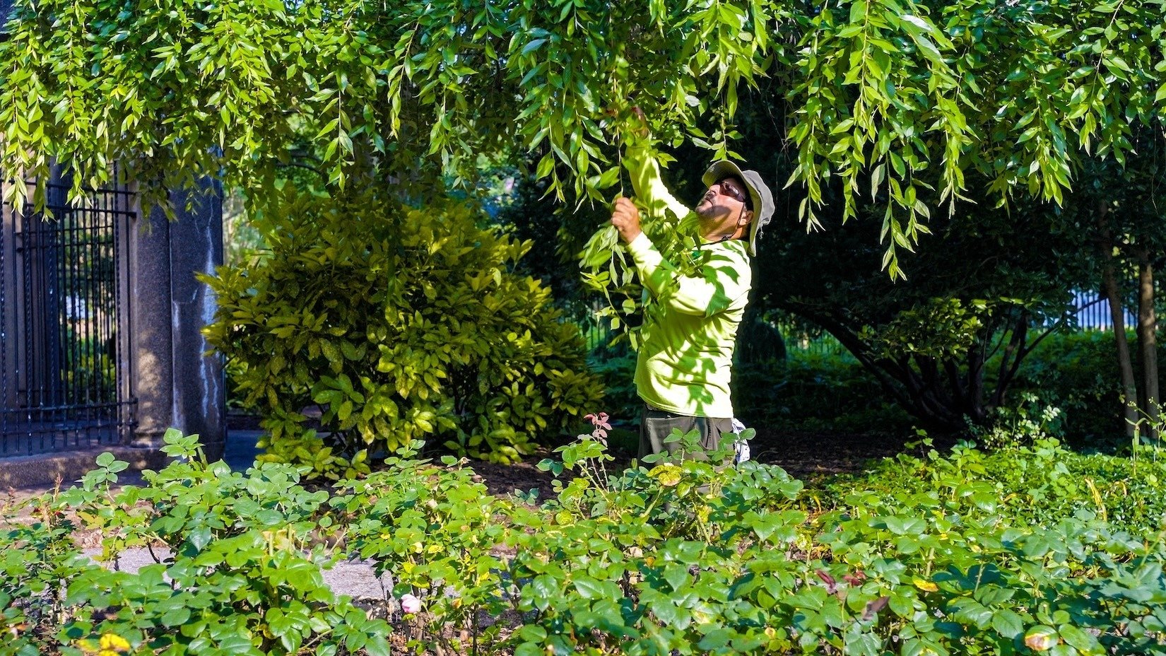 Francisan Monastery crew pruning trees