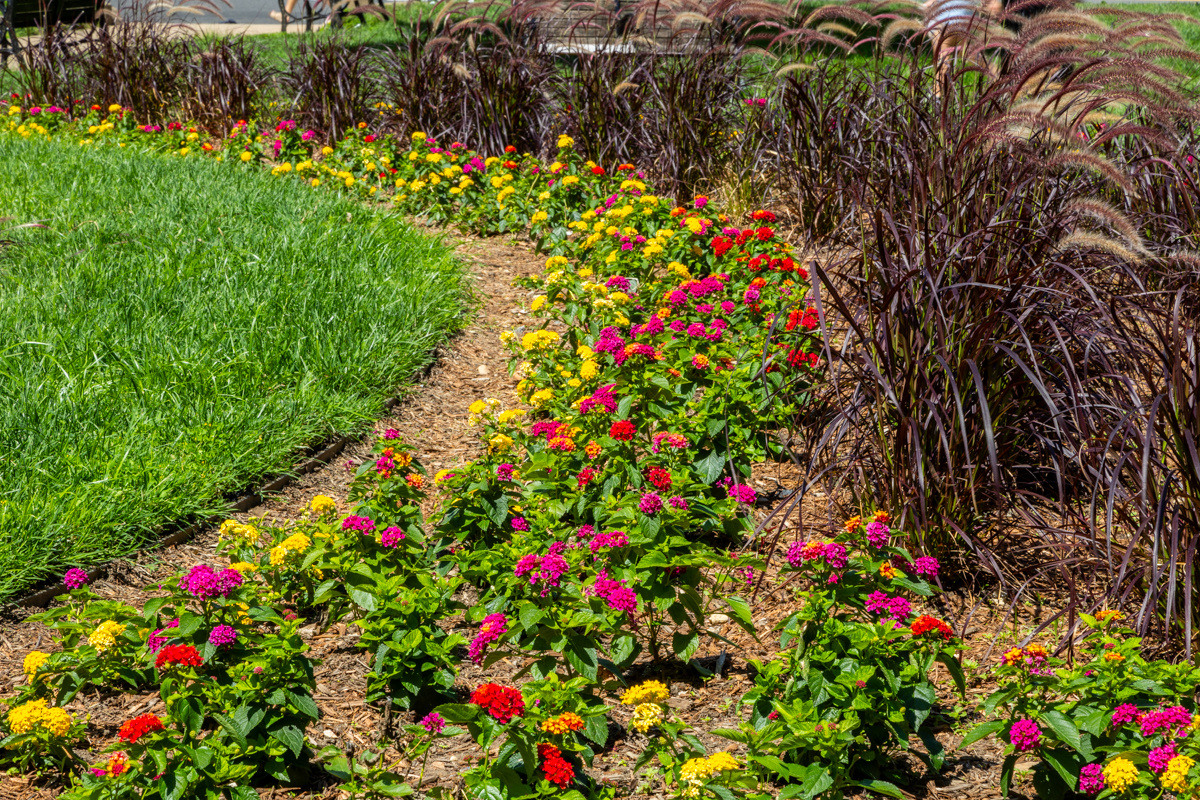 Golden Triangle enhancment annual garden 2