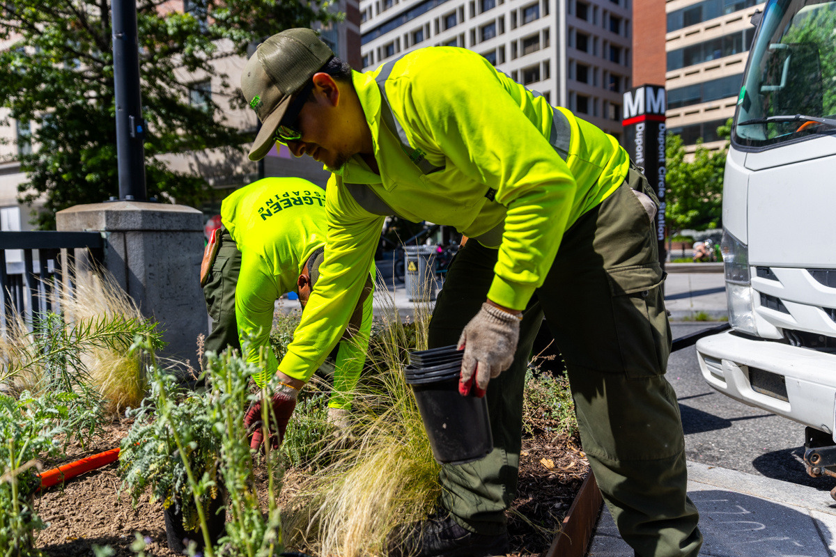 Golden Triangle enhancment planting crew 4