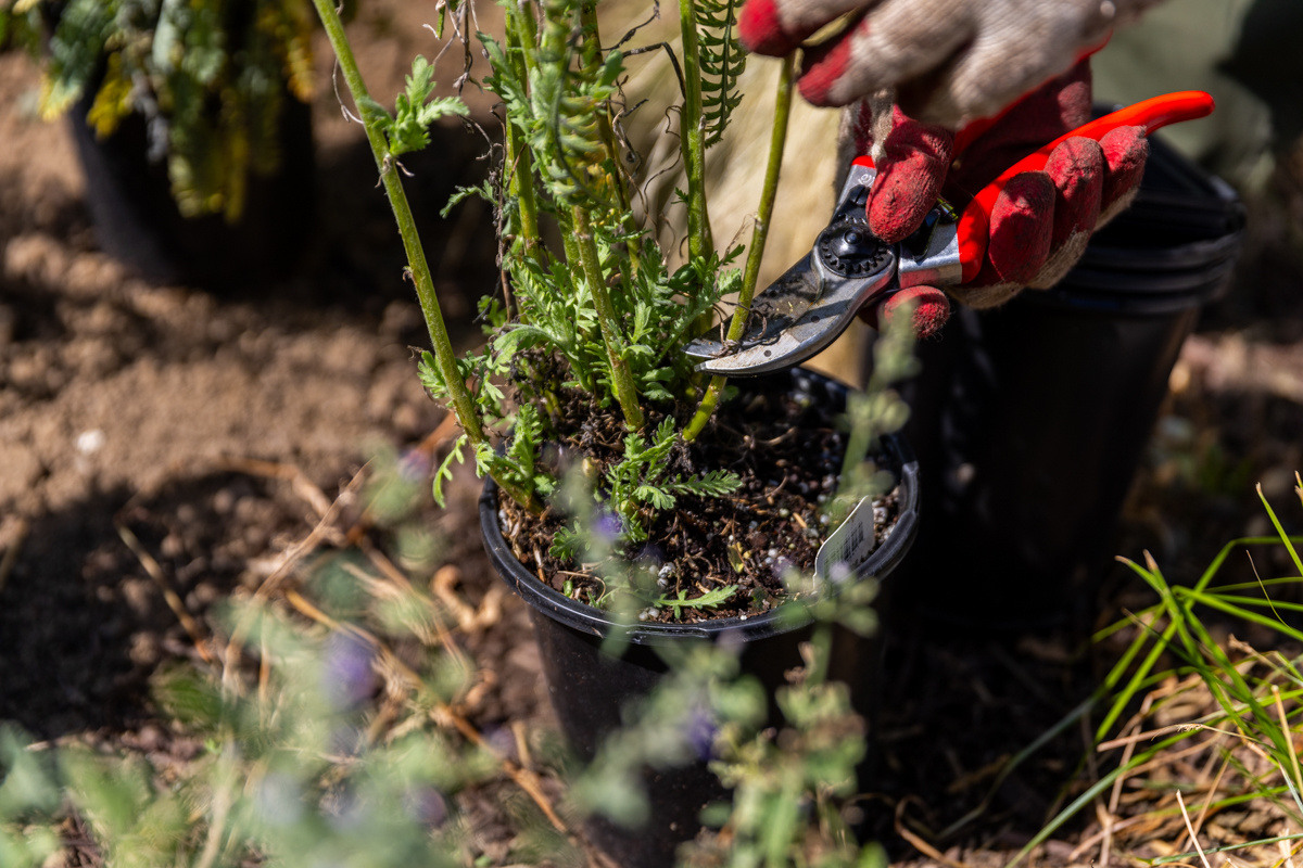 Golden Triangle enhancment planting crew pruning 