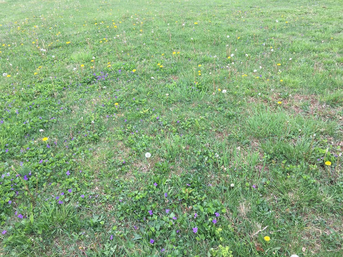 Grass full of weeds