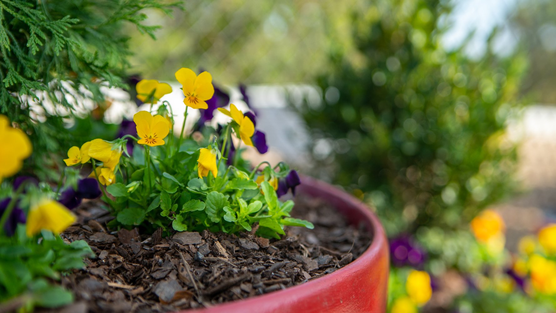LevelGreen Commercial container garden pansies pansy spring fall flowers 3