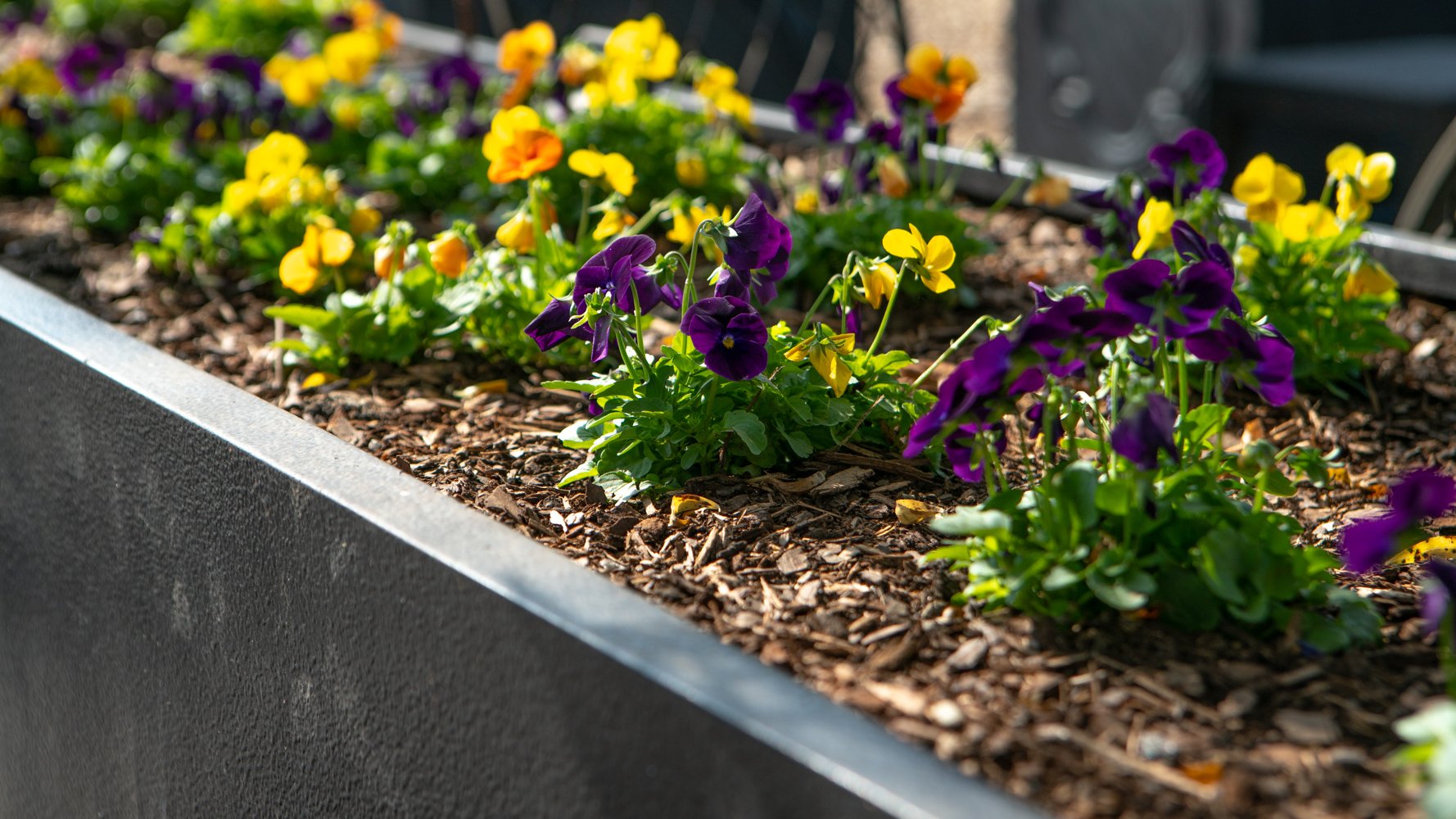 LevelGreen Commercial container garden pansies pansy spring fall flowers