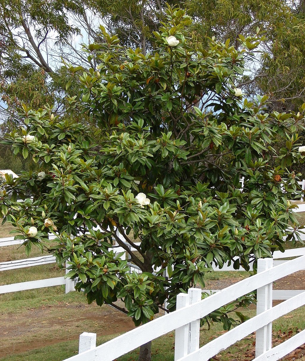 Magnolia Grandiflora