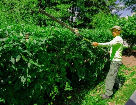 landscaper trimming shrubs