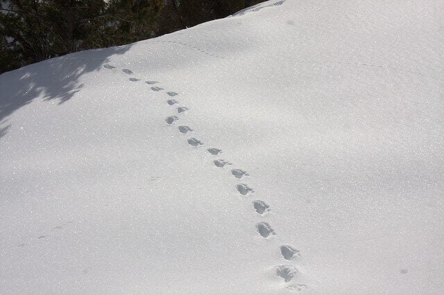 Snow footsteps