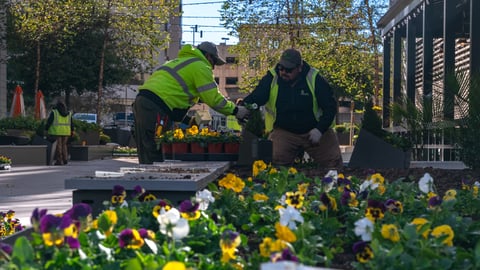 crew planting flowers