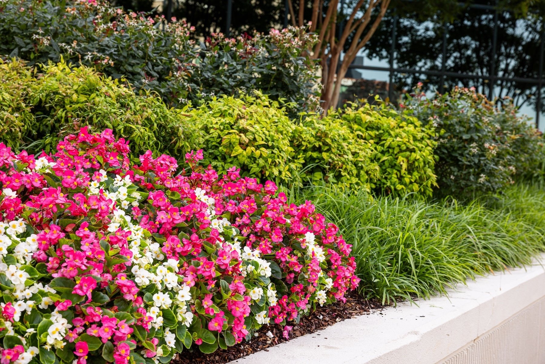 The boro raised landscape beds flowers plants 