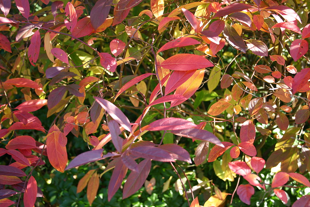 Virginia Sweetspire - Itea virginica in fall