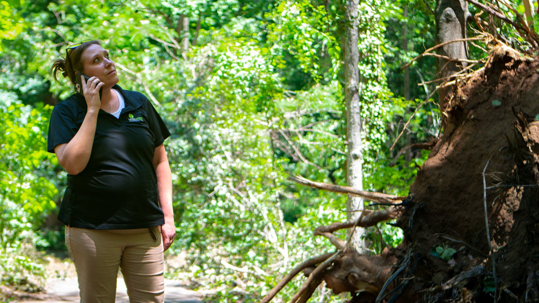 account manager large trees walking trail tree removal roots 1