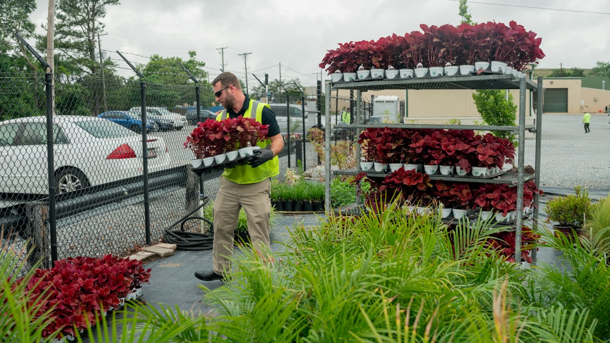 commercial landscaping branch manager annual flowers planting 5