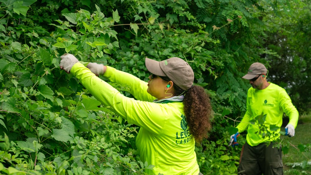 commercial landscaping crew hand pruning shrubs
