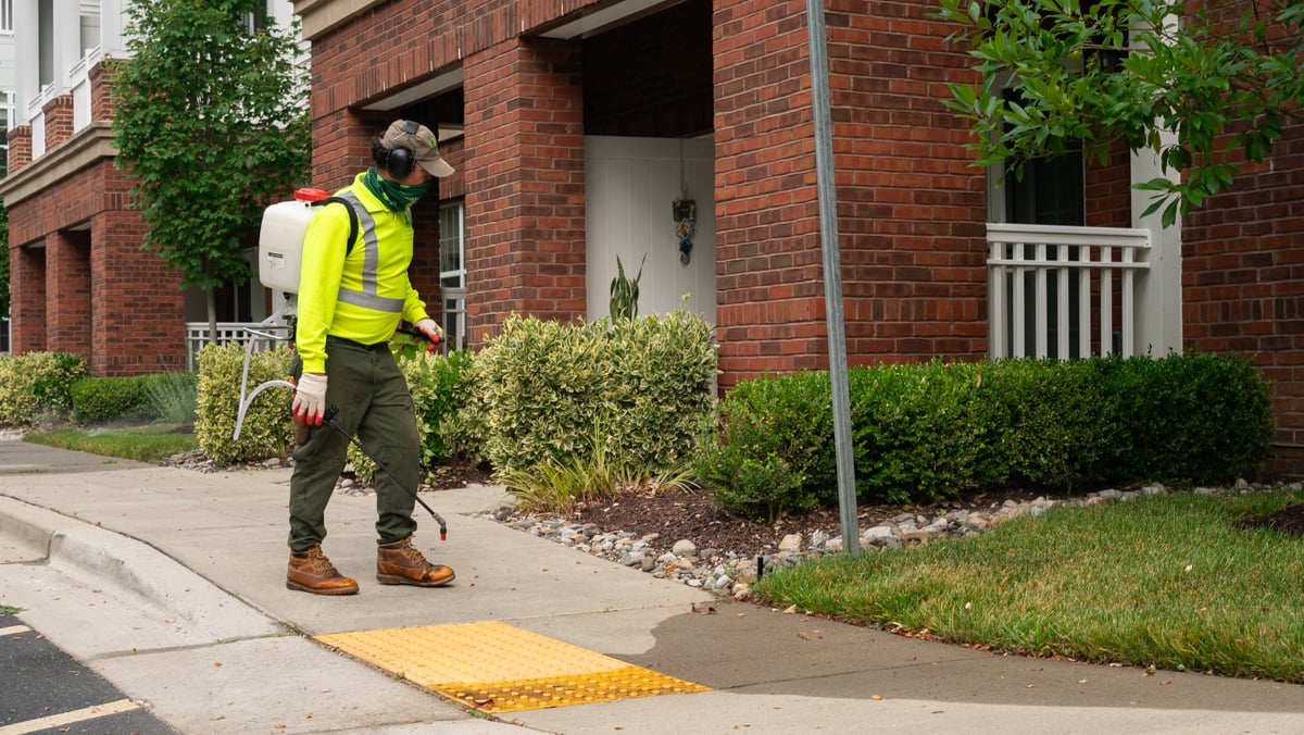 commercial landscaping crew spraying weeds sidewalk mulch