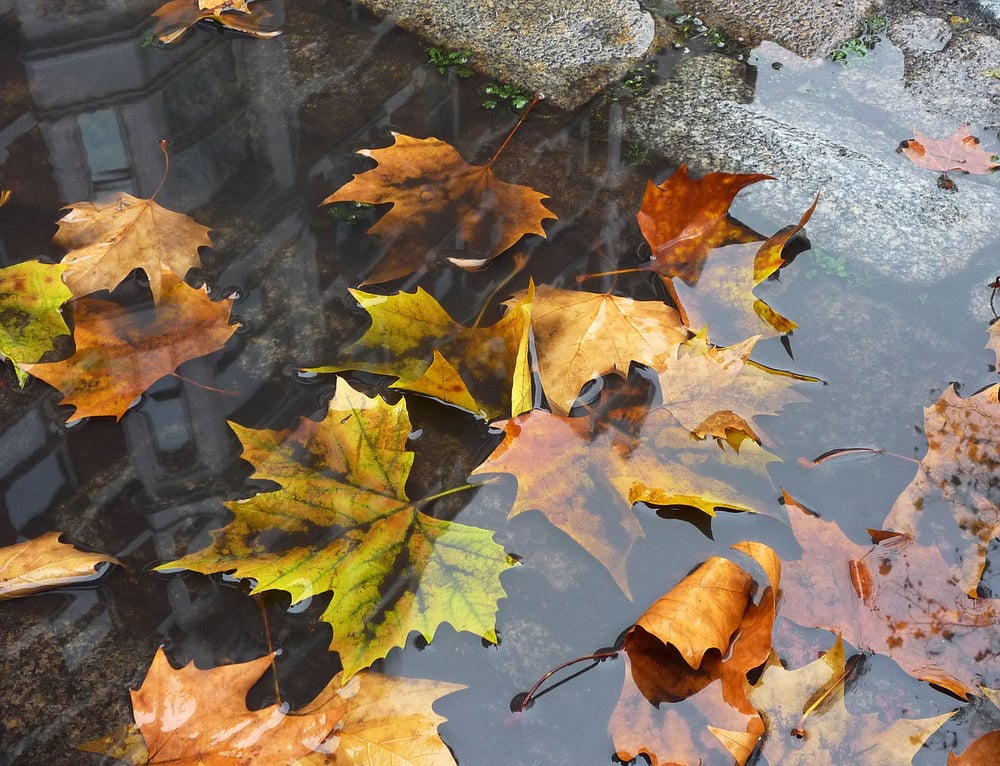 leaves-in-drain