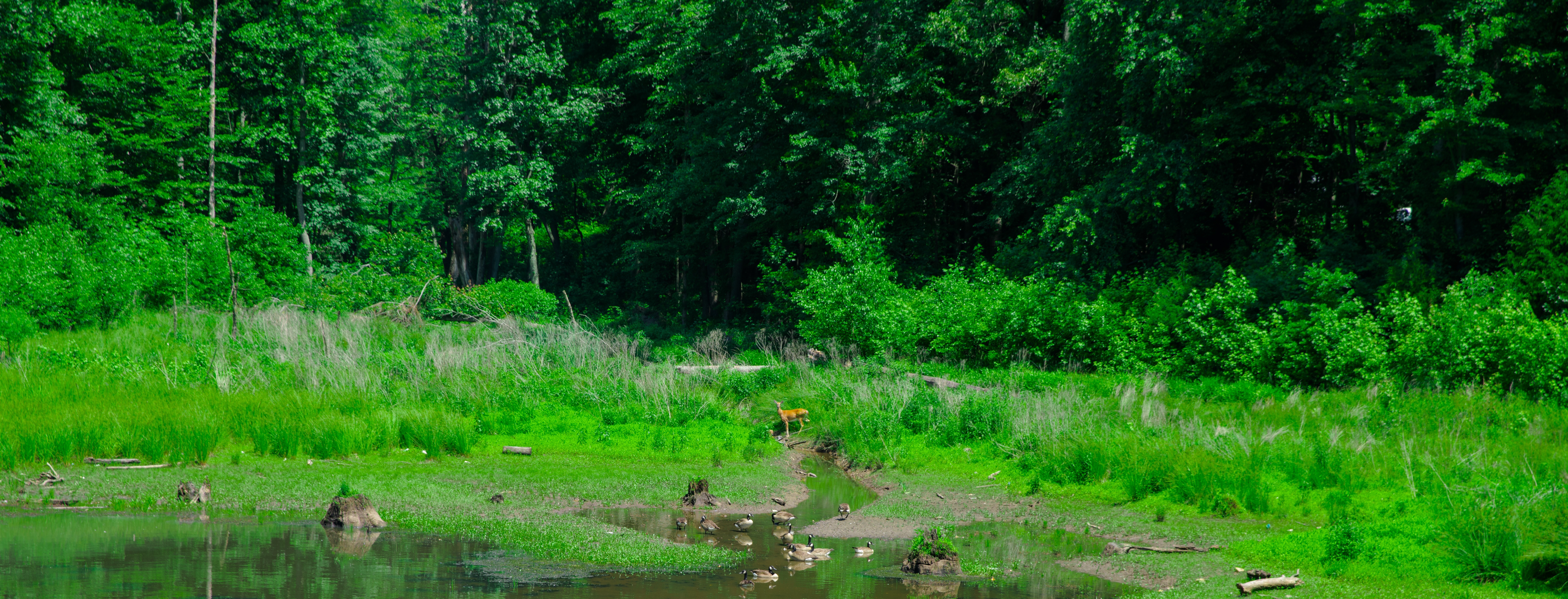 rain-garden-bio-swale