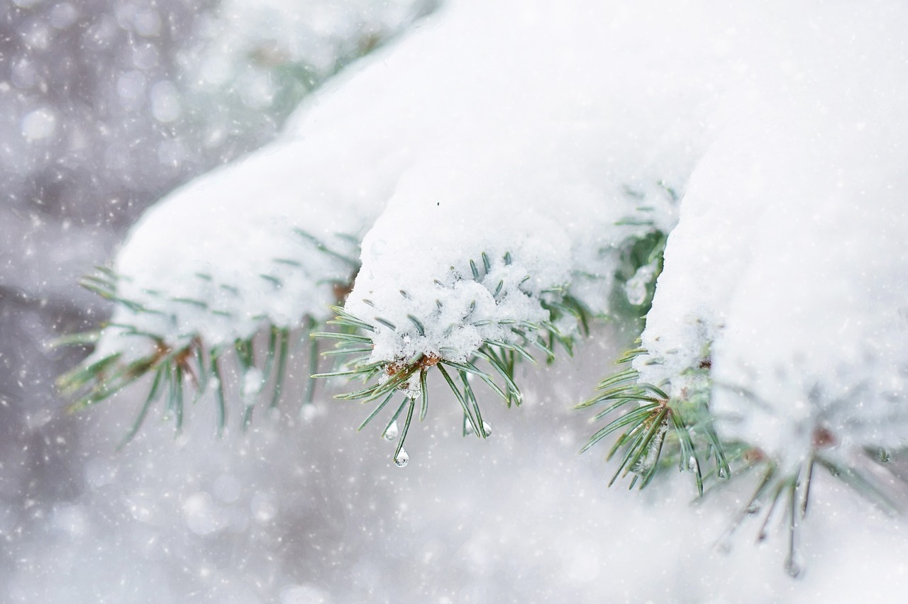 snow-in-pine-tree-1265118_1280