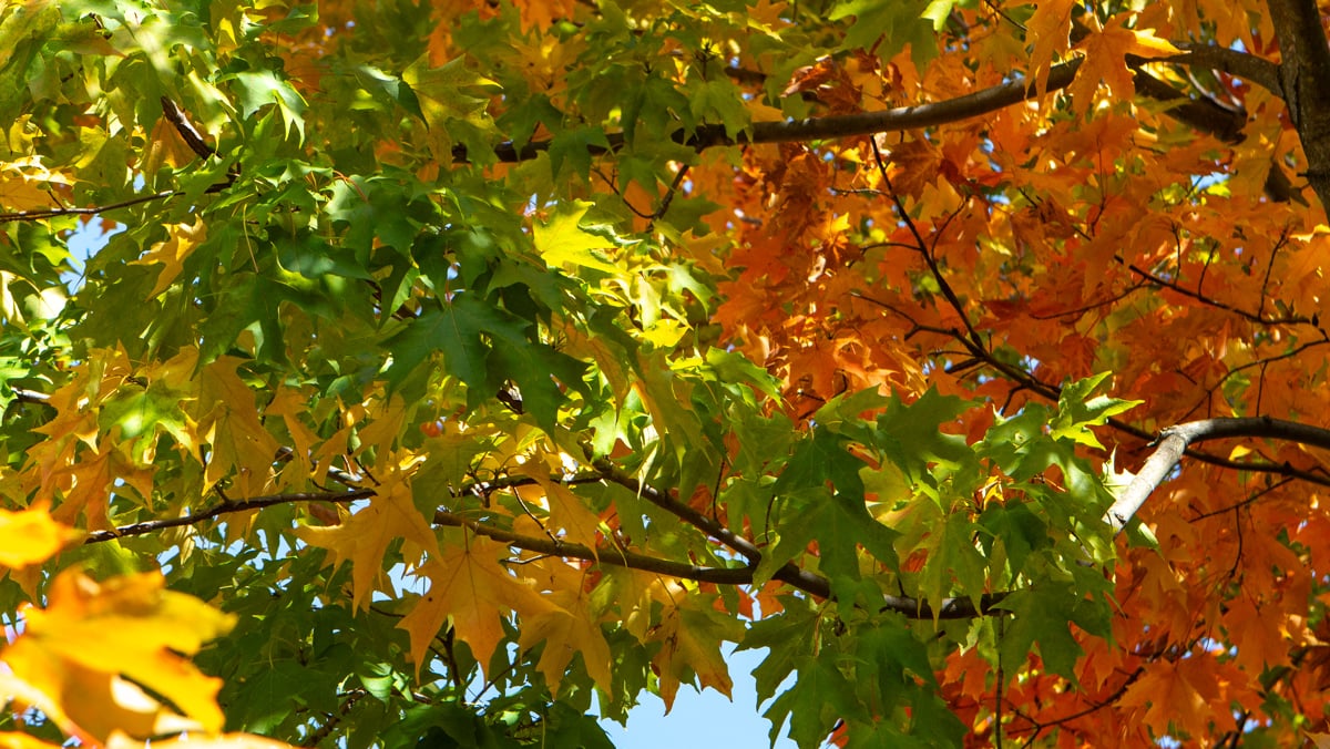 trees leaves color change