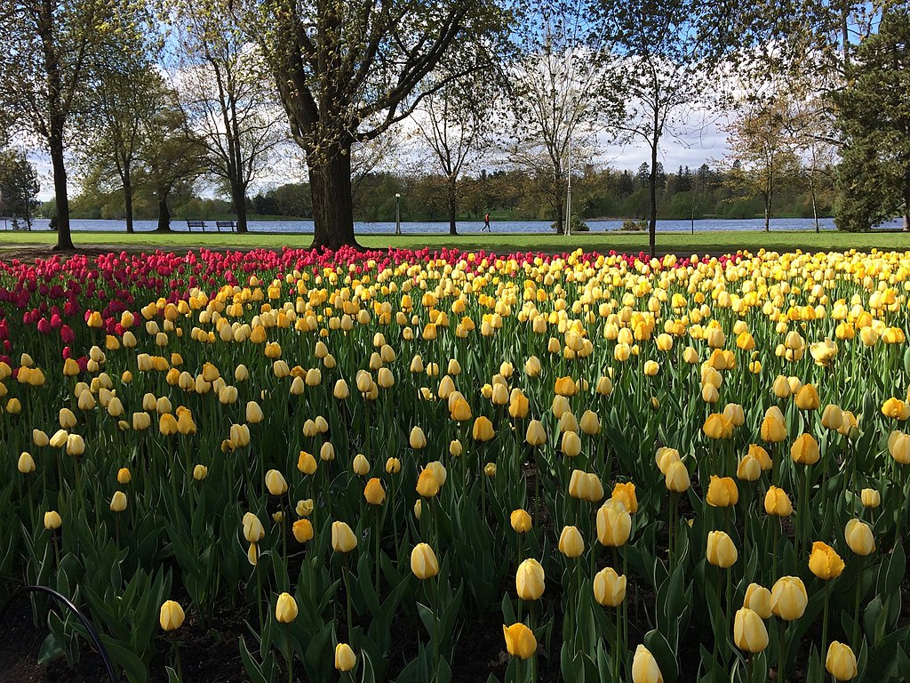 yellow and red tulips