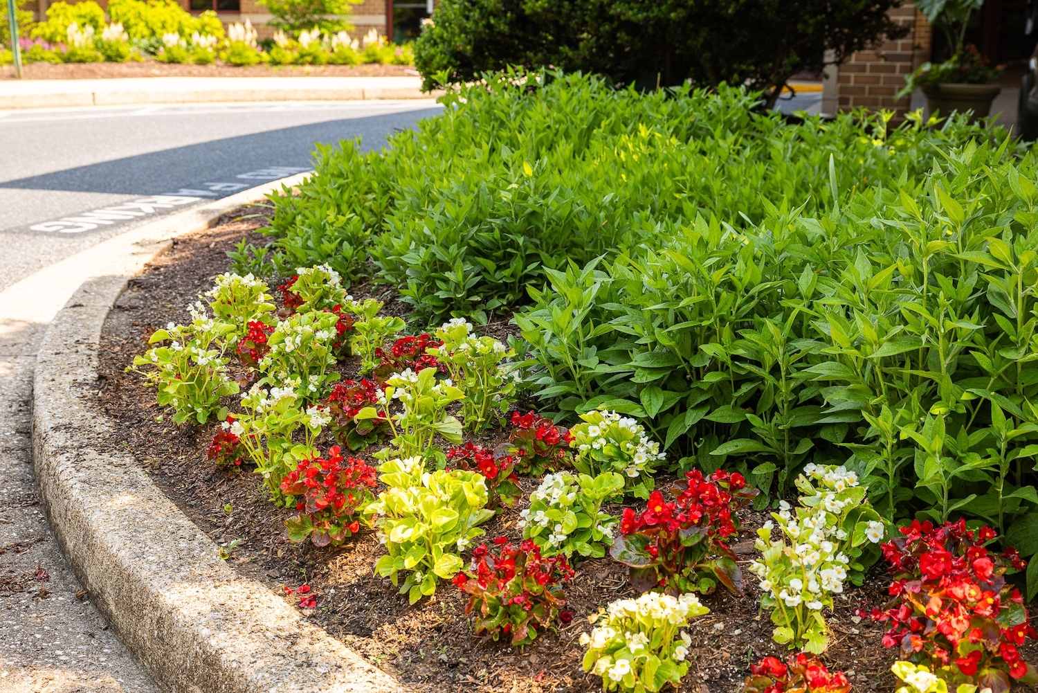 Charleston landscape beds 6