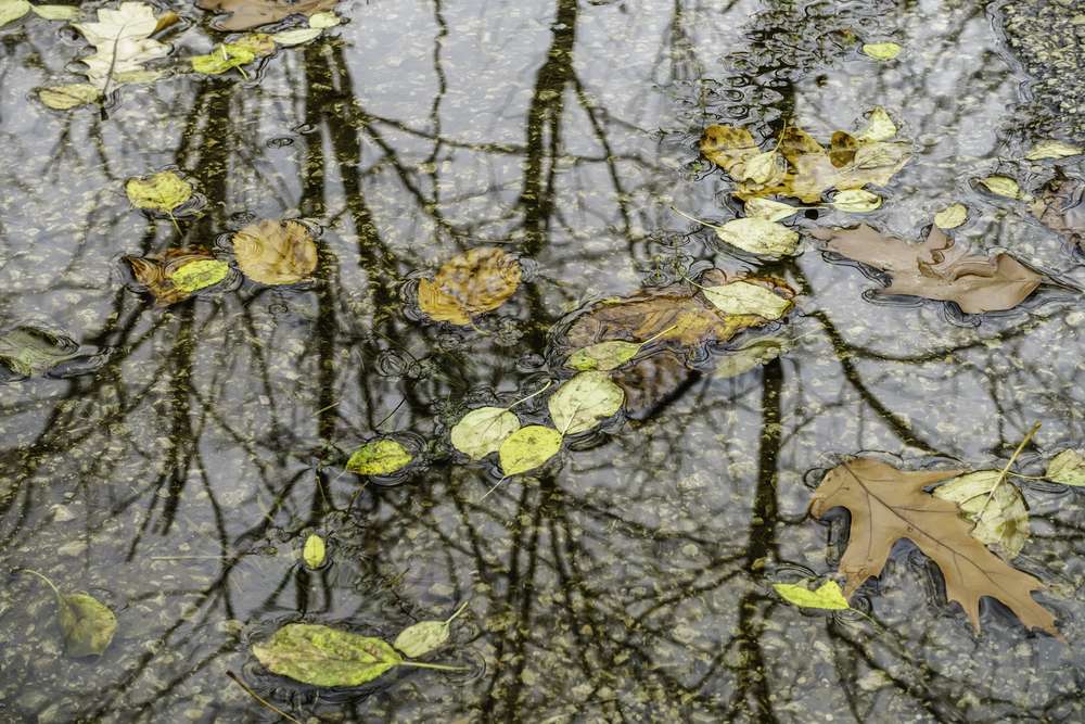 Autumn at a glance Variety of leaves in puddle on asphalt path that reflects bare trees and overcast sky, October in northern Illinois, with themes of nature, weather, transition-1