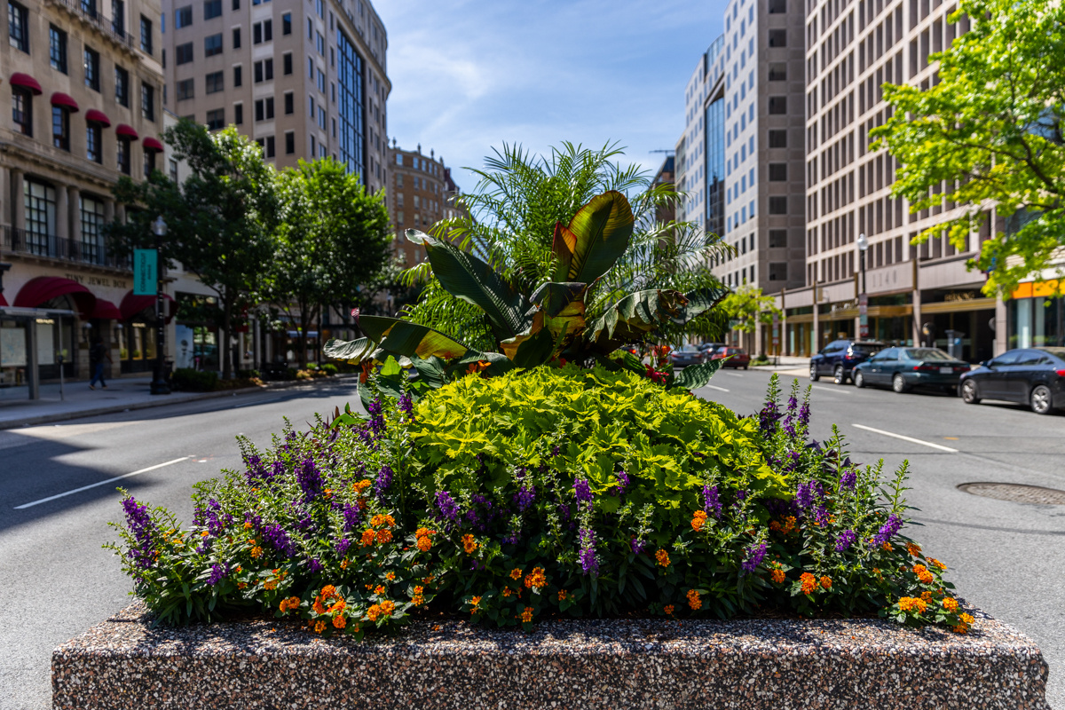 Golden Triangle enhancment median planter box 1