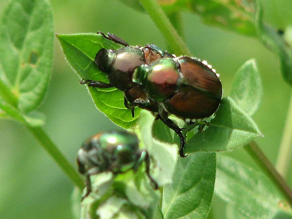 Japanese_Beetles,_Ottawa