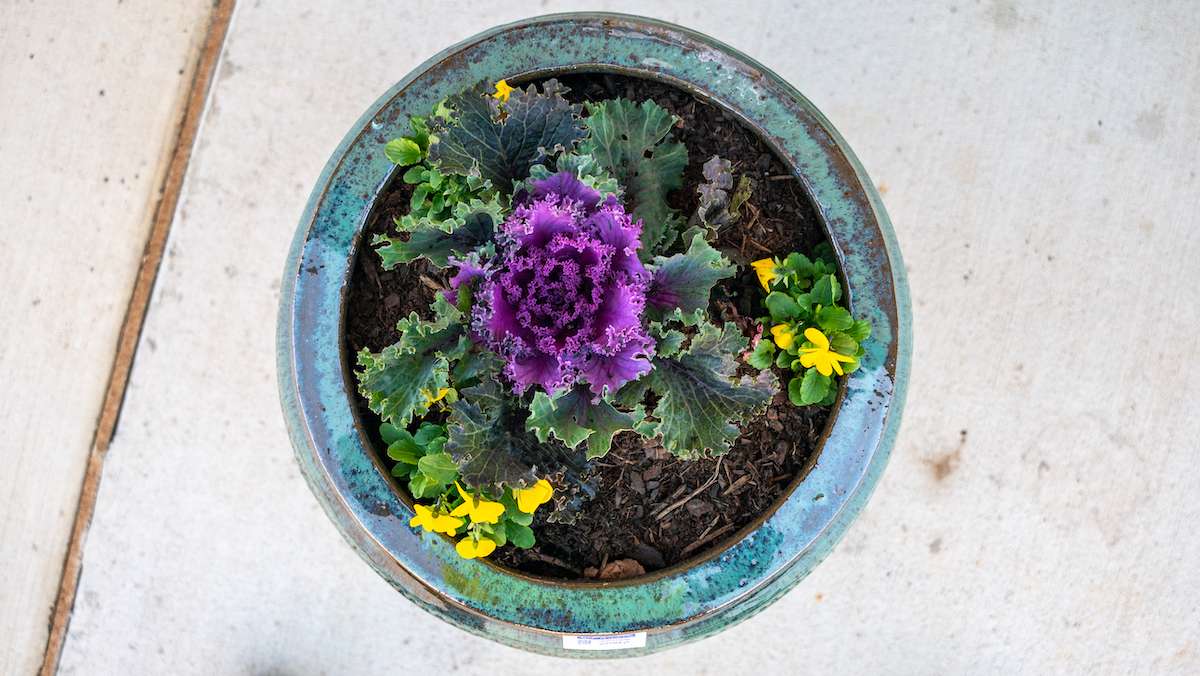 Cabin-John-planters container garden kale cabbage fall annuals