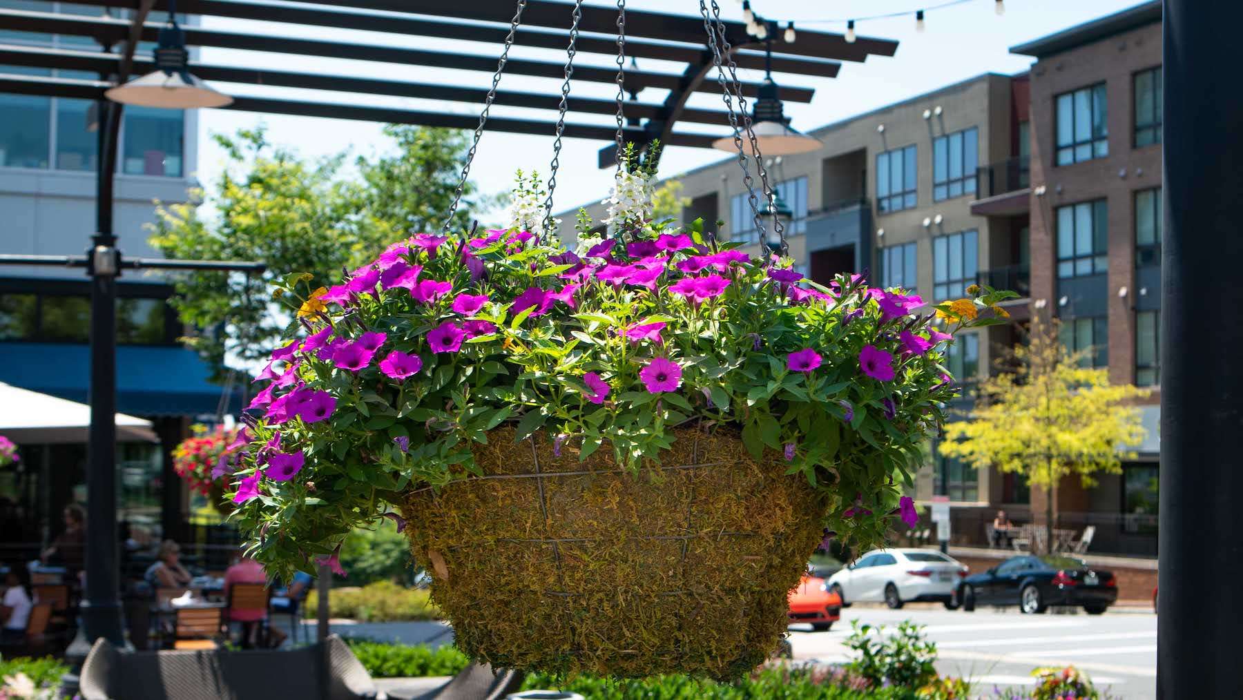 Park-Potomac-hanging-planters flowers