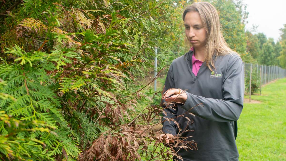 team inspection shrubs