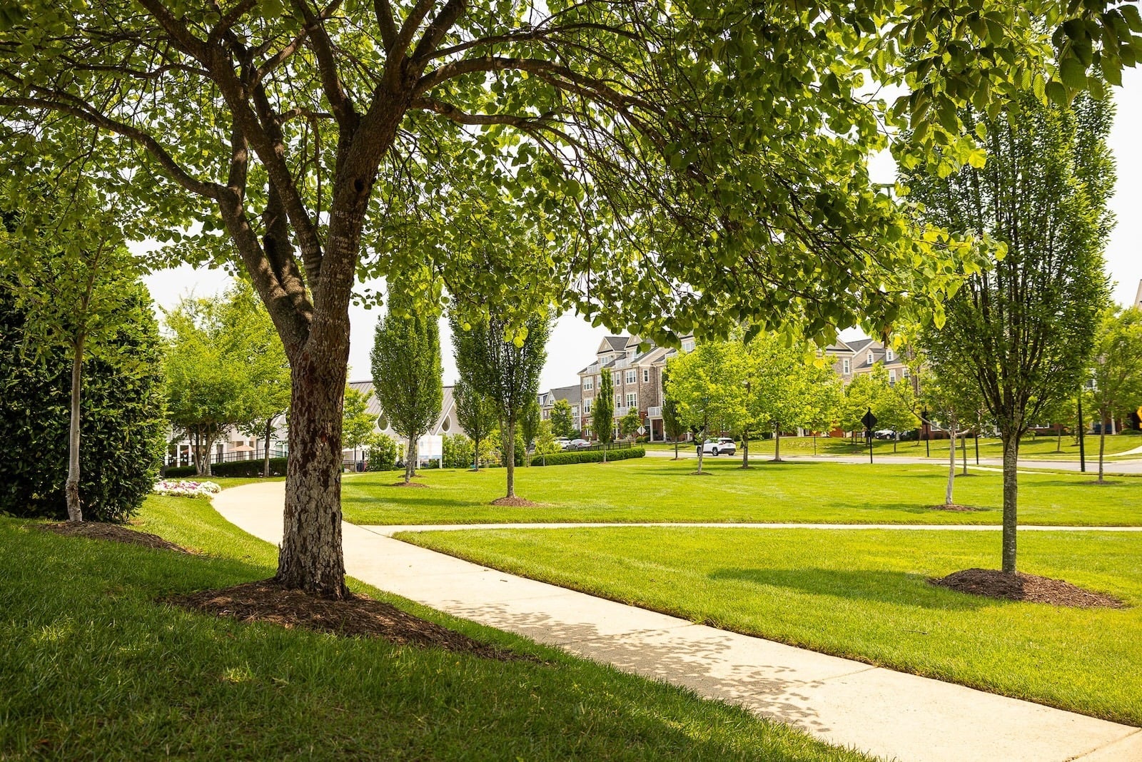 commercial landscape with green lawn trees walkway 