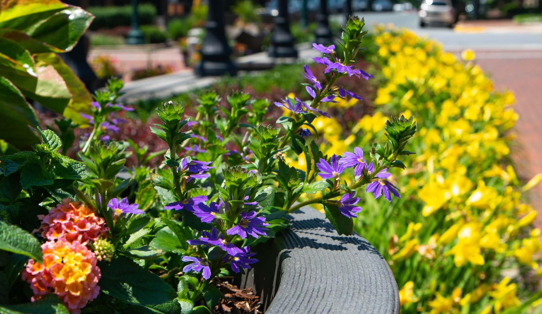 Park-Potomac-commercial-landscape-plantings