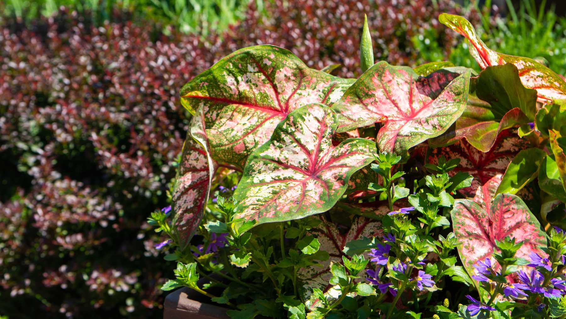 Park-Potomac-shrubs-and-plantings