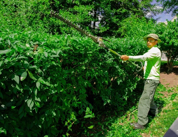 landscaper trimming shrubs